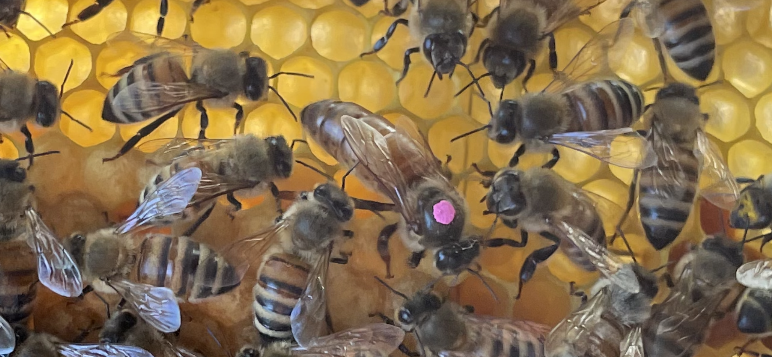 女王蜂にマーキング・新聞紙合同【Queen Bee Marking】 - すぴあまん 